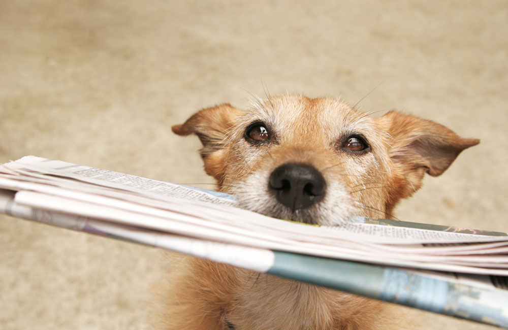 Bild på en hund som håller i en dagstidning